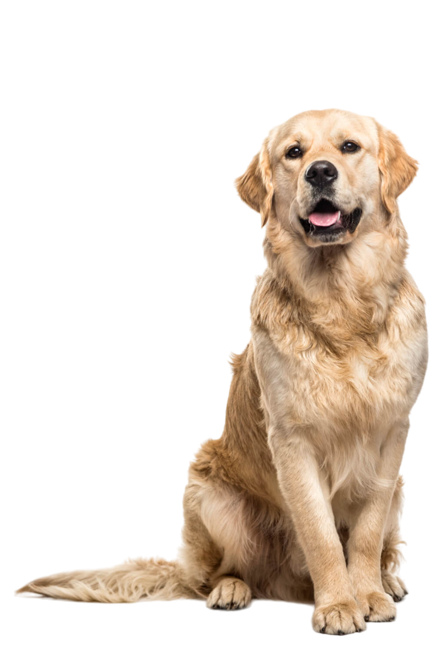 Veterinarian in Malverne, NY